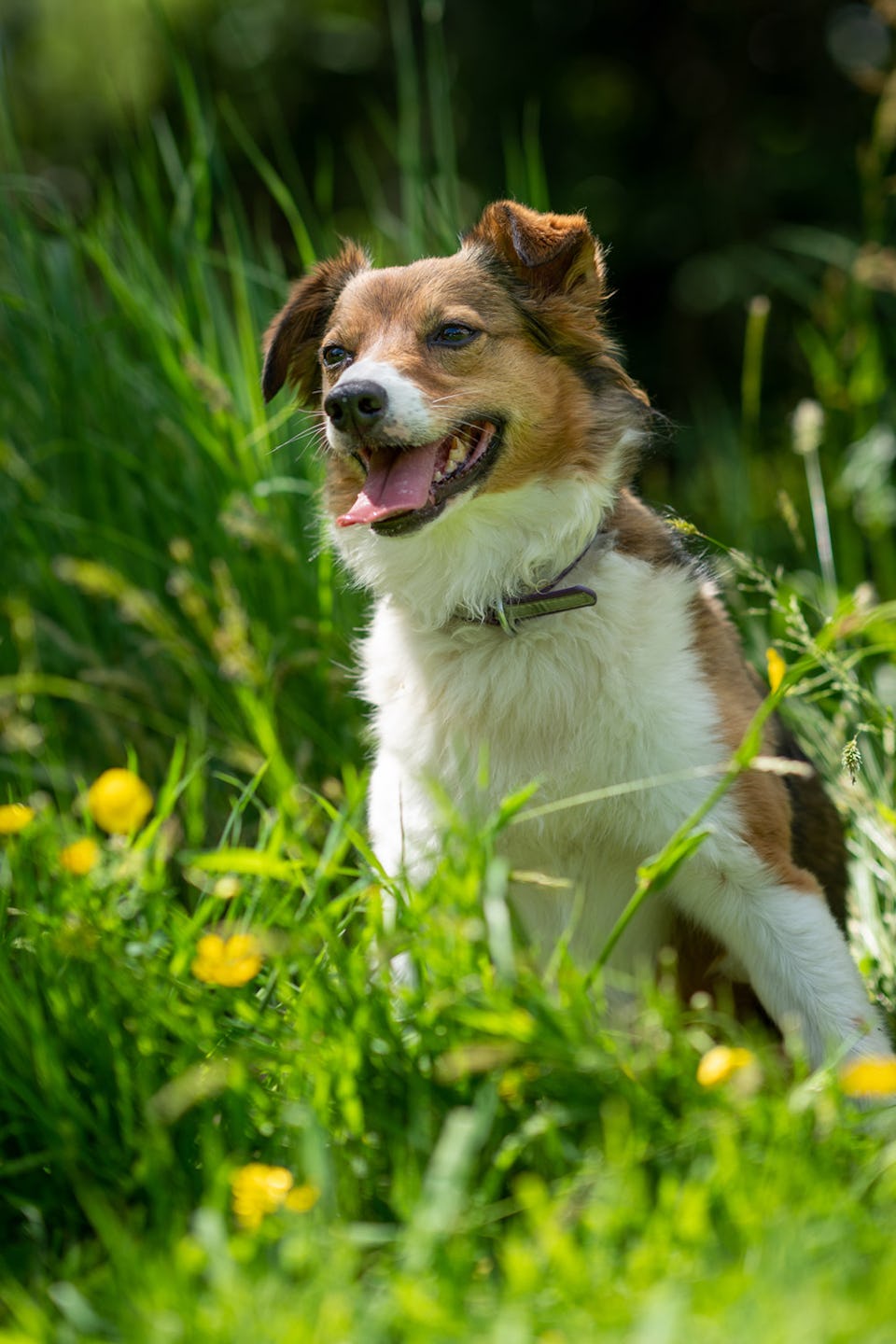 Dog Friendly CL - The Caravan and Motorhome Club