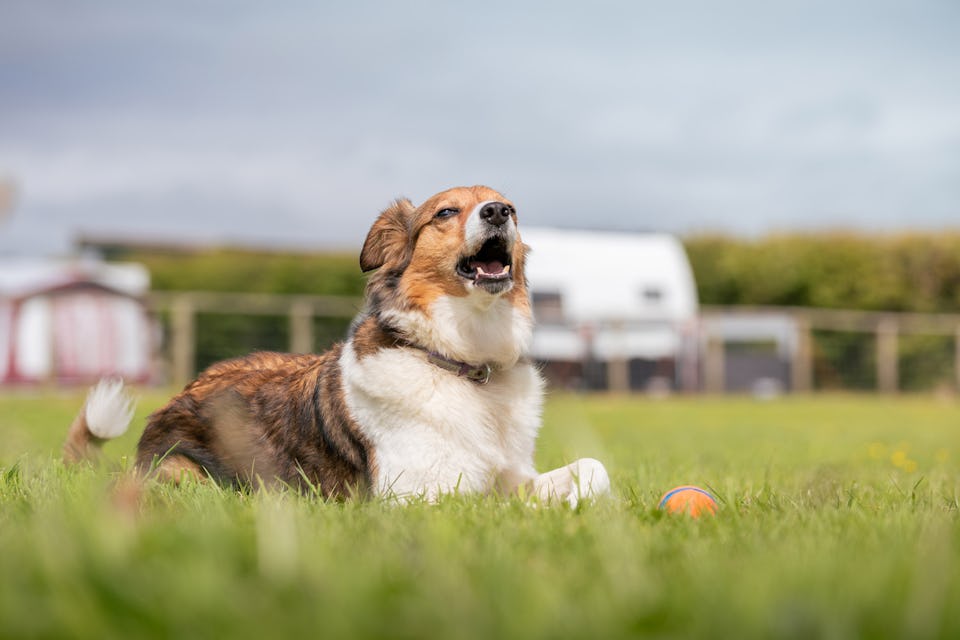 Dog Friendly Campsite