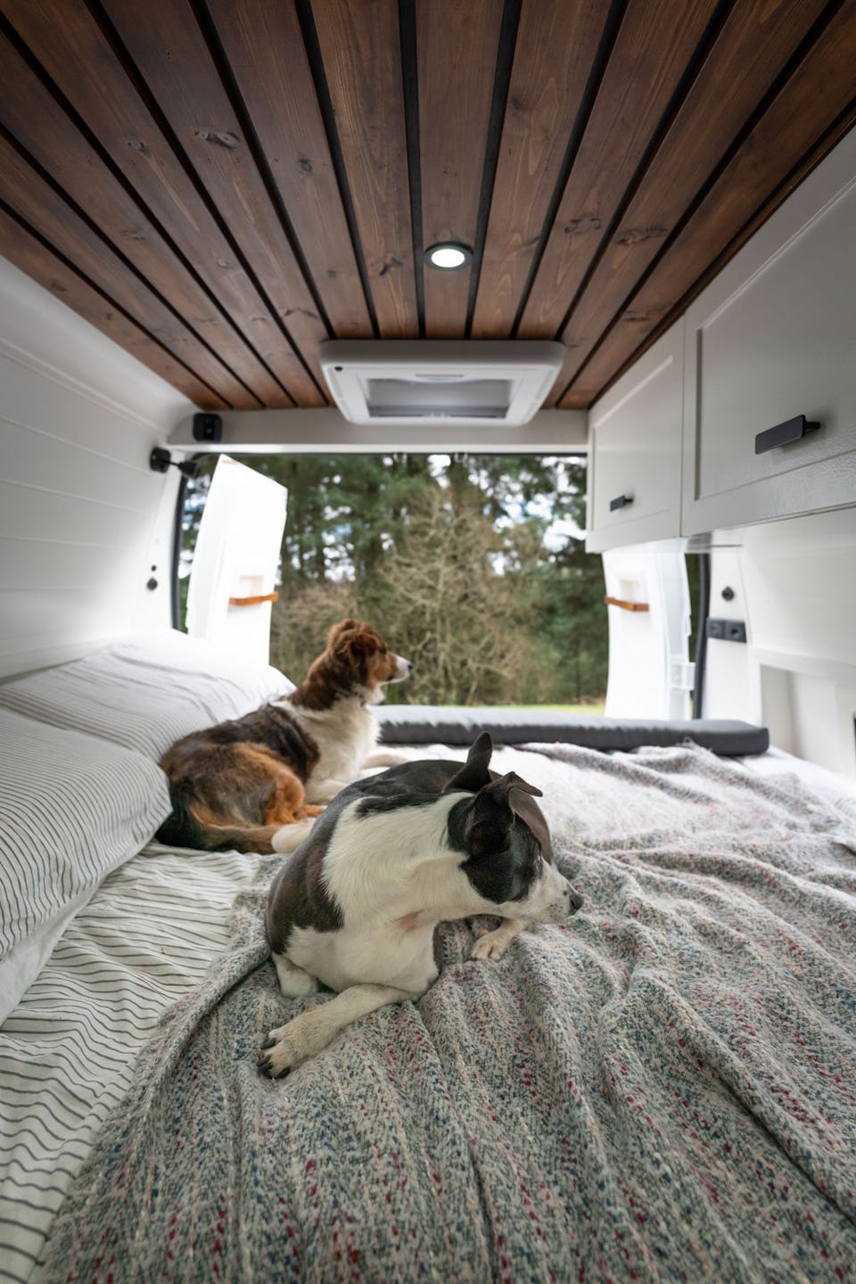 Dog Friendly CL site