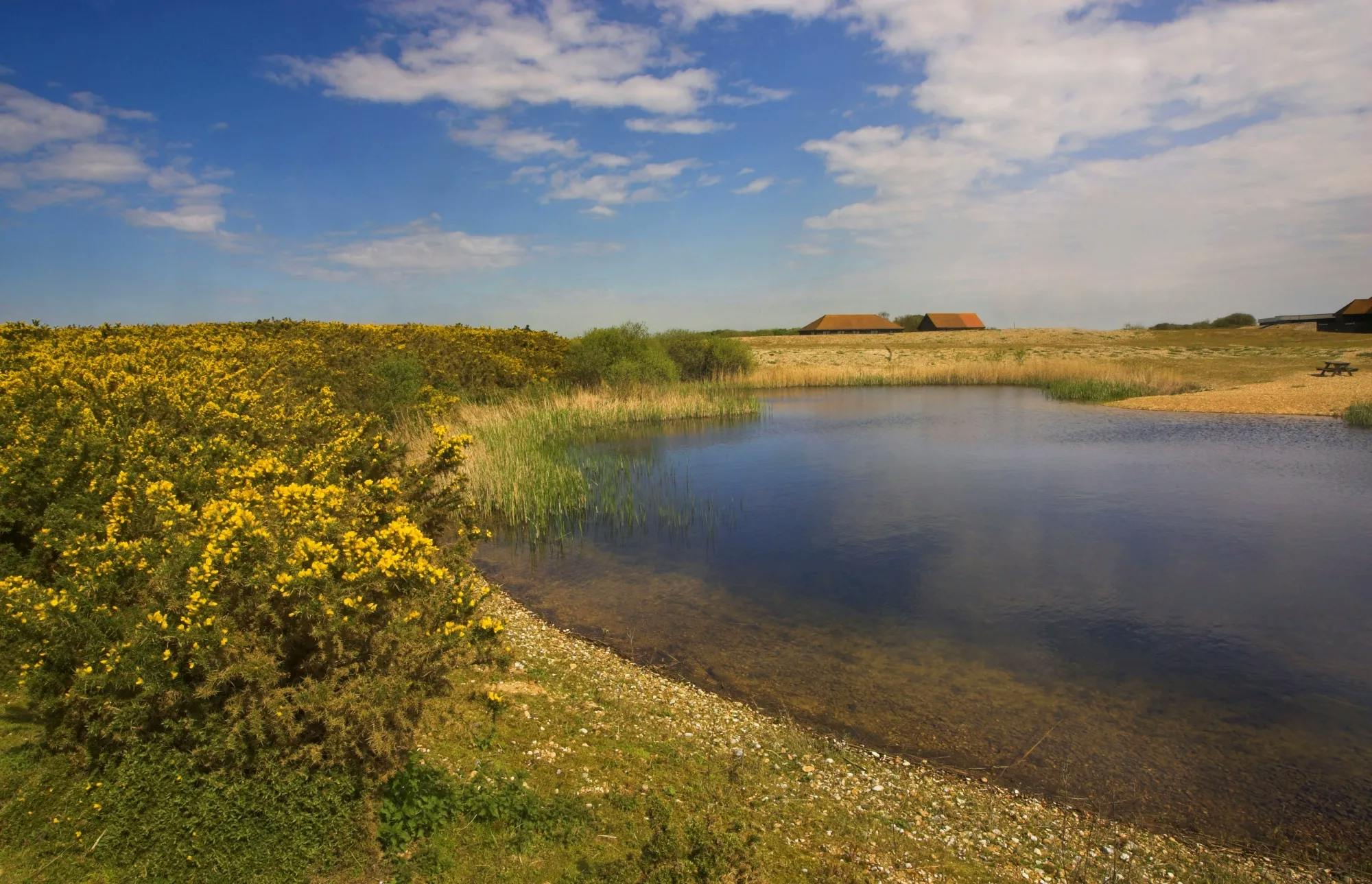 Dungeness RSPB Nature Reserve