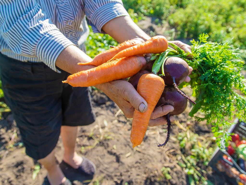 Man on farm holding freshly picked vegetables