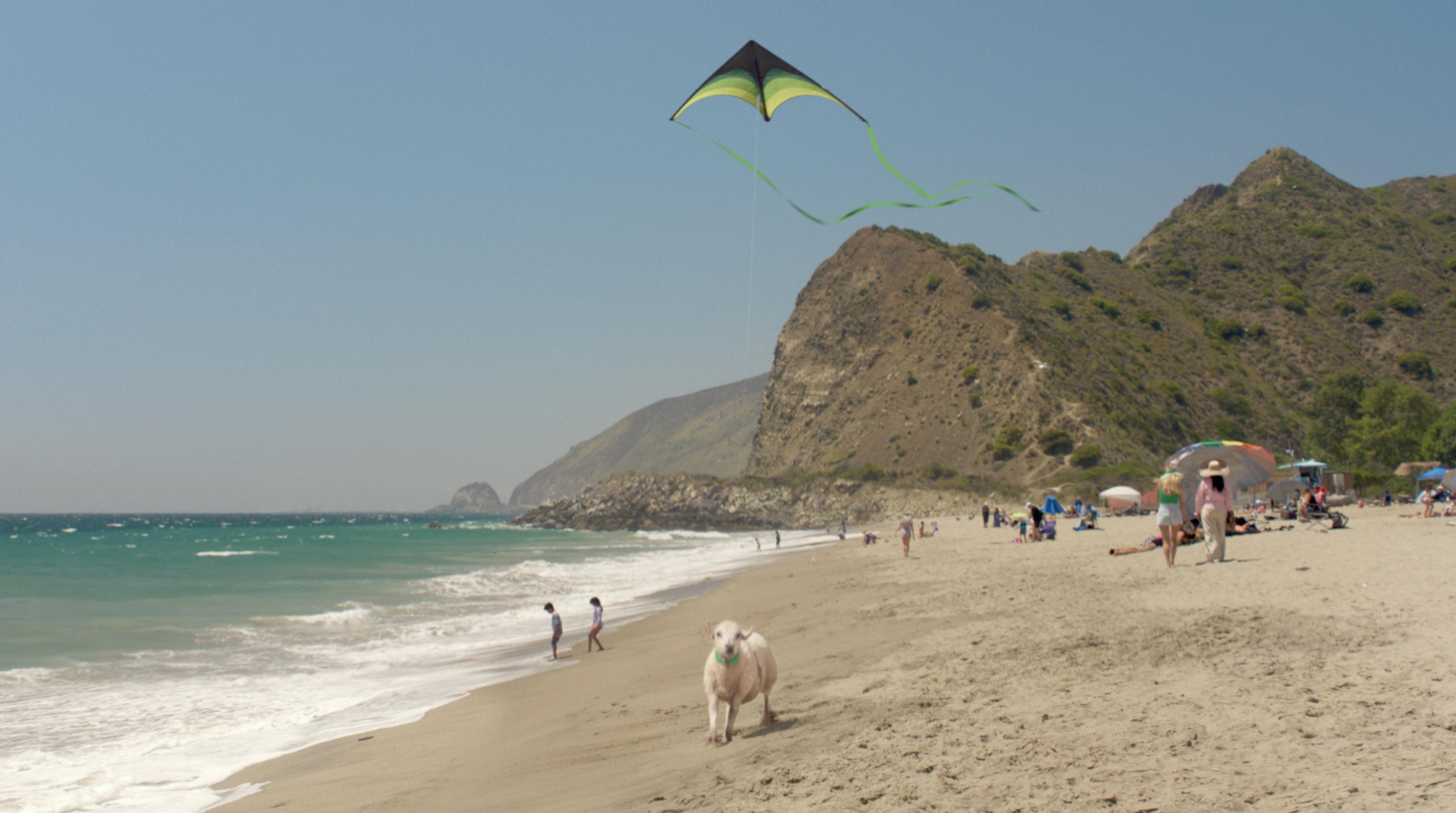 Annie the sheep on beach with kite