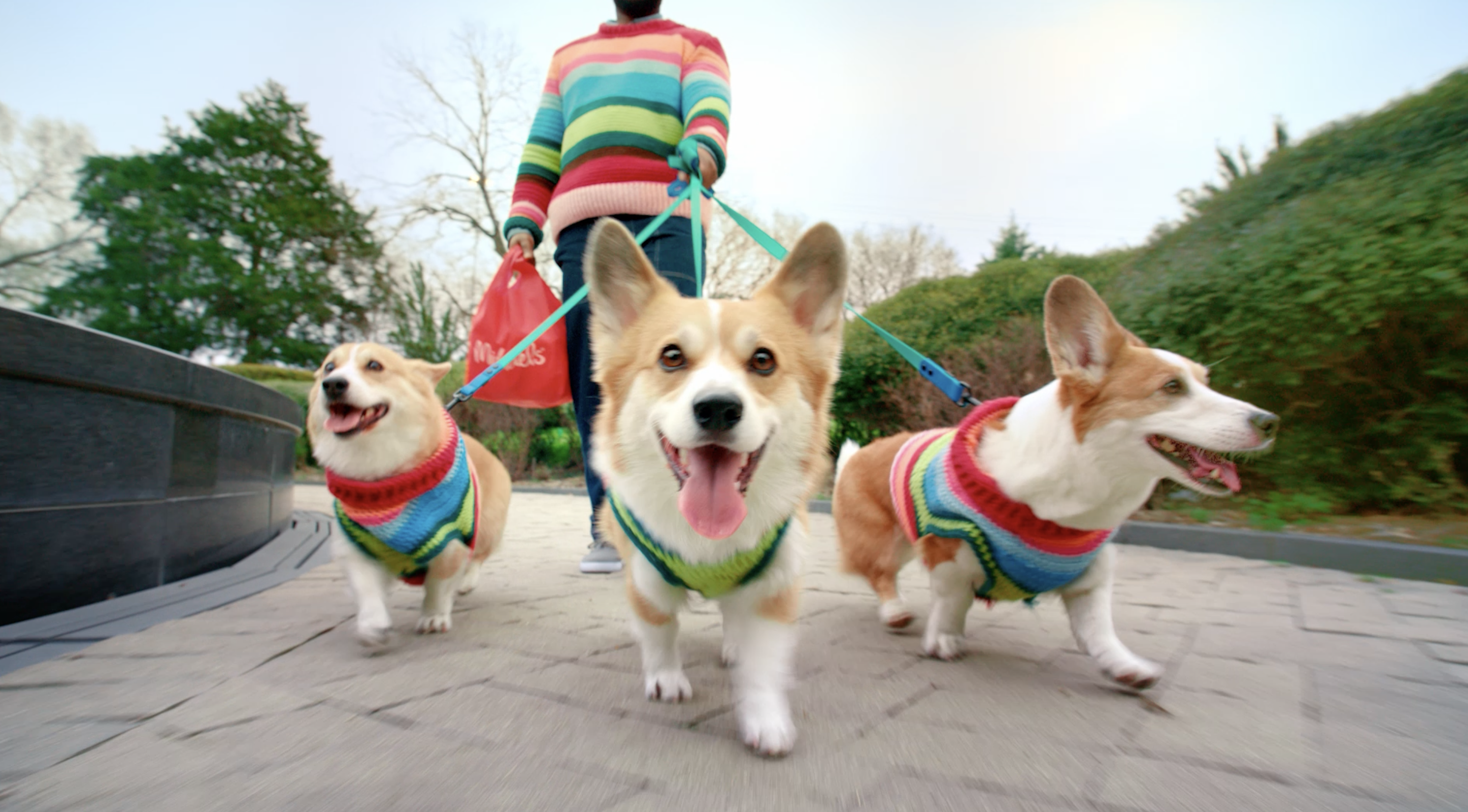 3 corgis in matching sweaters