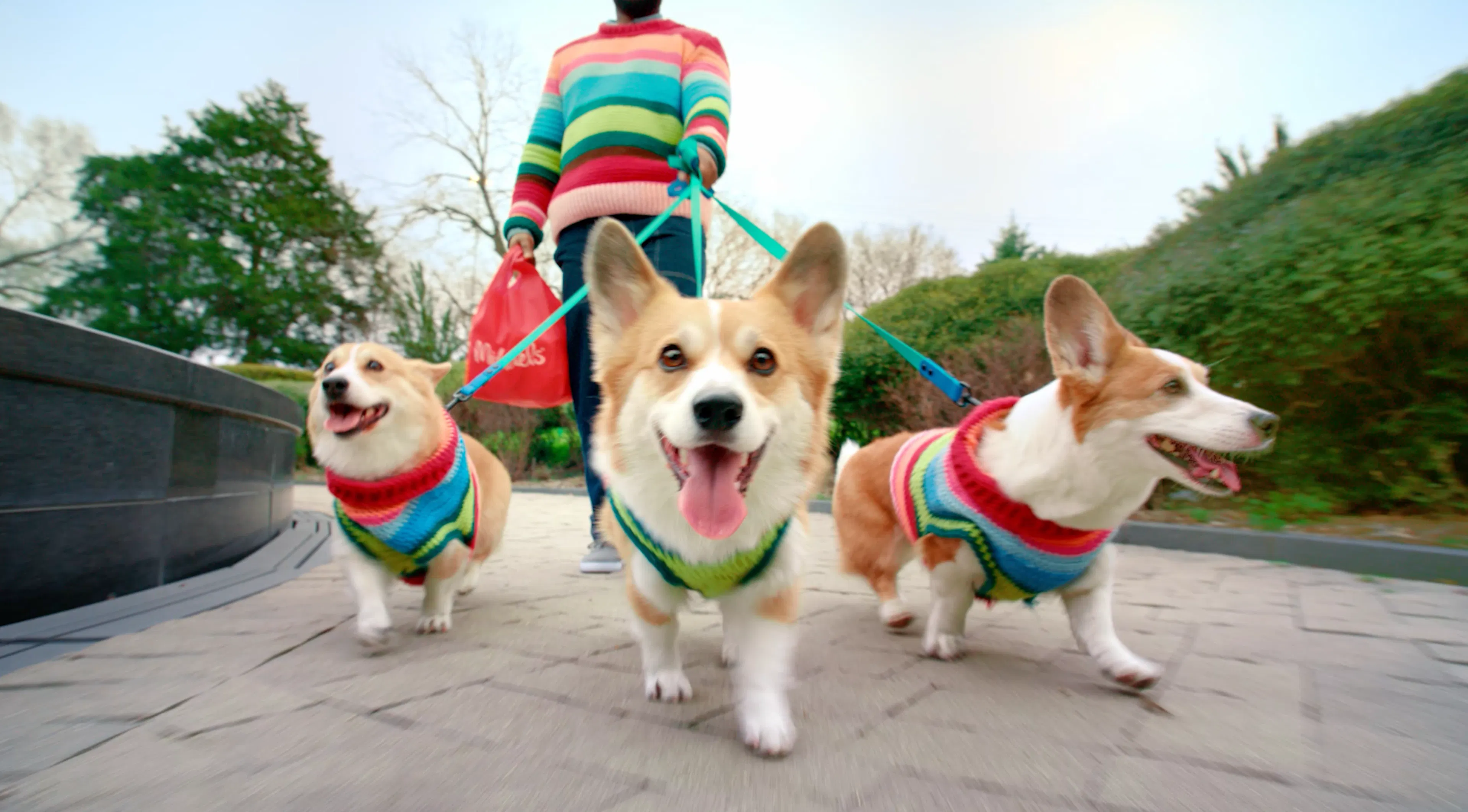 3 corgis in matching sweaters