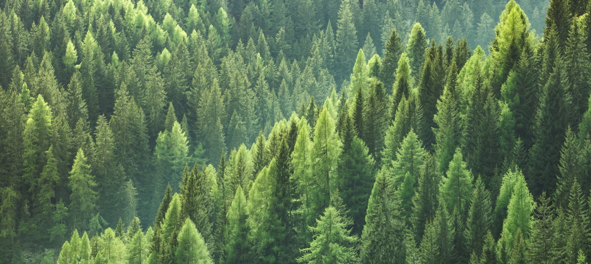 Horse Trailers With Living Spaces For Travel Rodeos And Horse Trailers With Living Spaces For Travel Rodeos And