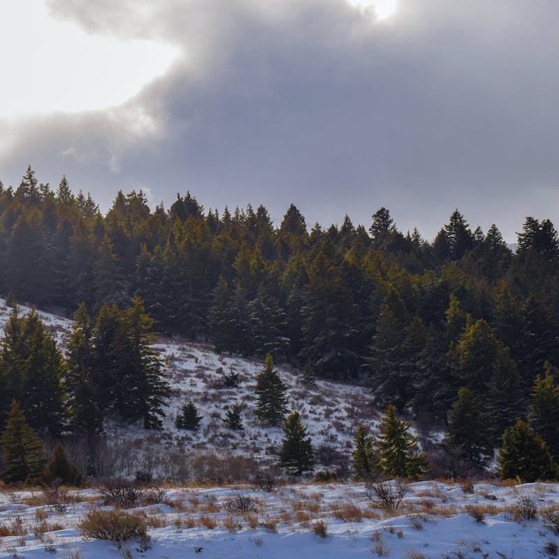 Sun breaking through clouds over a hillside of dense pine trees and snowy grass