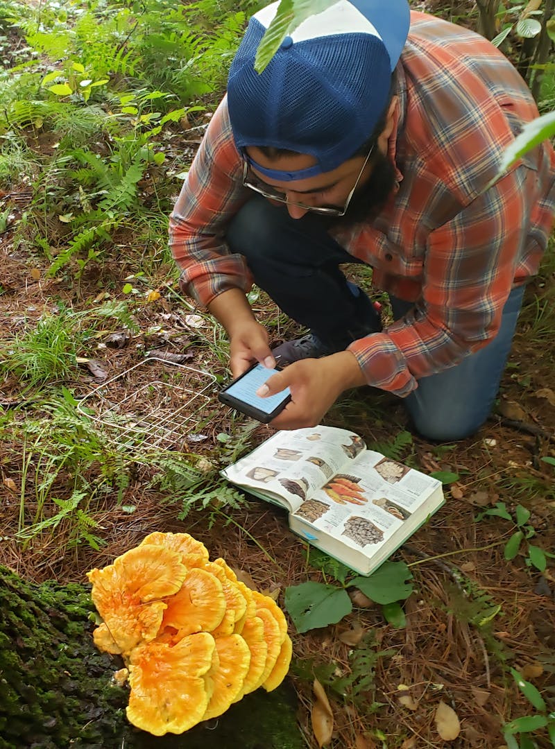 Sandra Peña's husband identifies a large mushroom on the forest floor.