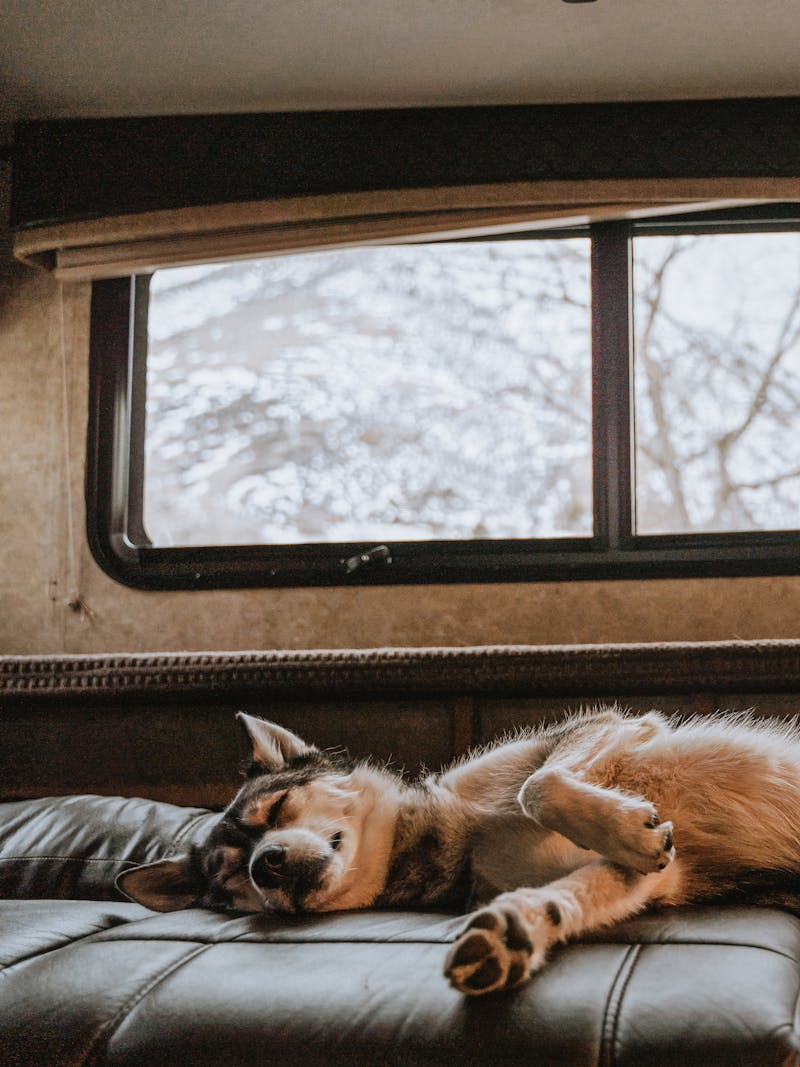 A cute husky asleep on his back on an RV couch. 