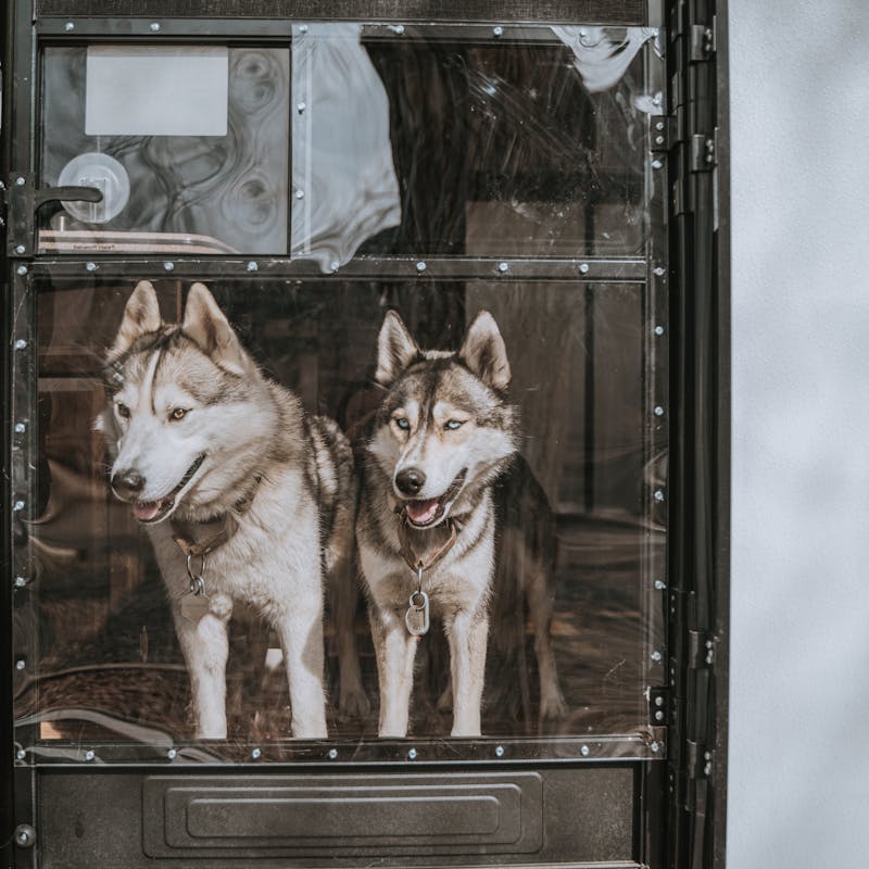 Two huskies looking out an RV door window.
