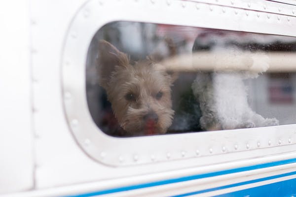 https://images.prismic.io/thor-website/23f2663283d6a46d4d8f0f7dde0749c6885029a7_christina-griffin-window-world-dogs-airstream.jpg?auto=compress,format