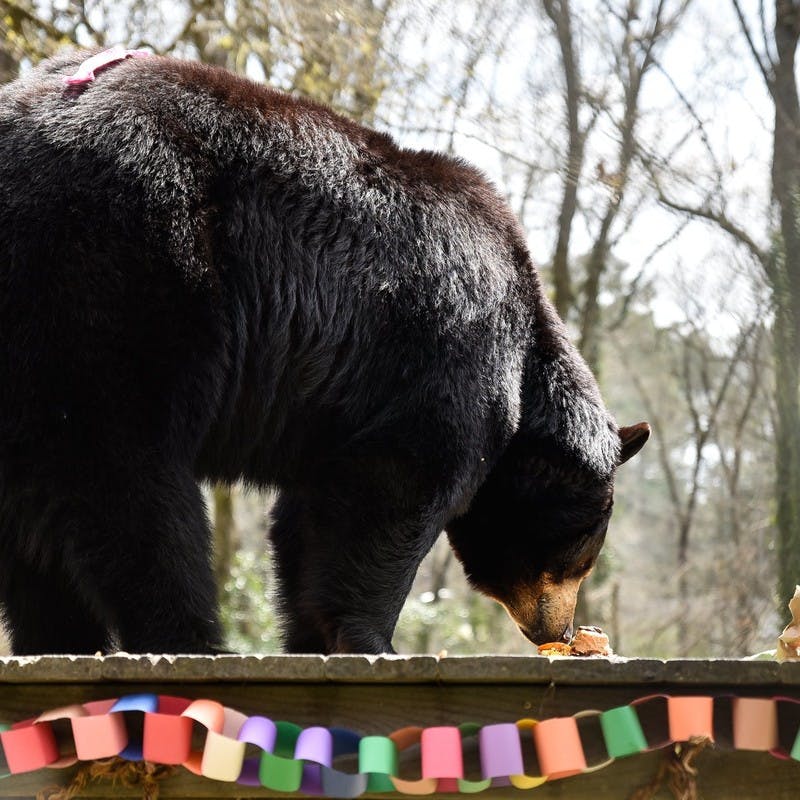Large black bear at Bear Hollow Zoo in Athens, Georgia, sniffing food on the ground, surrounded by trees.