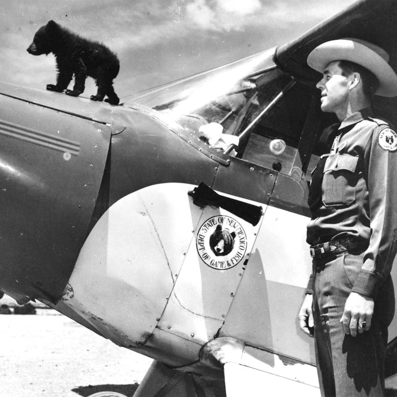 Black and white photograph of bear cub on top of airplane with park ranger in 1950