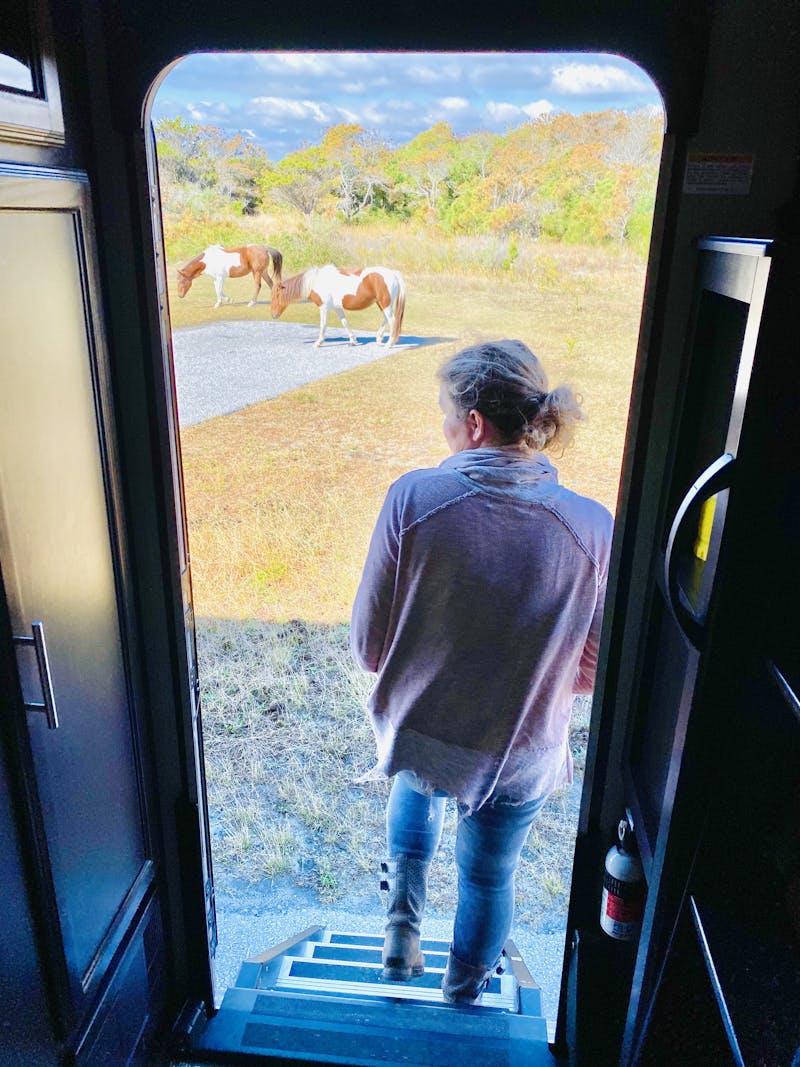 Stephanie Puglisi looking out over Assateague State Park with wild ponies grazing a few yards away.
