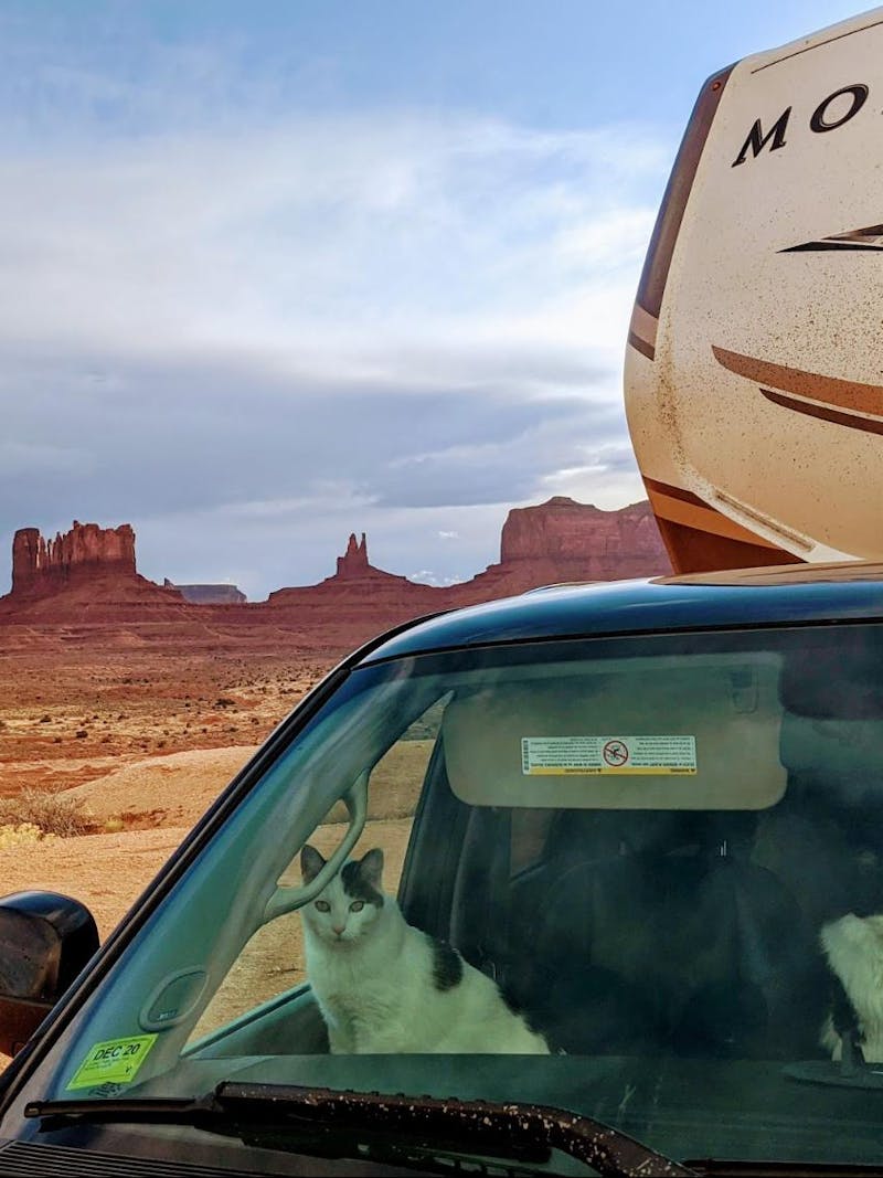Mike and Brittany Ciepluch's cat peer out the window of their truck in the desert.