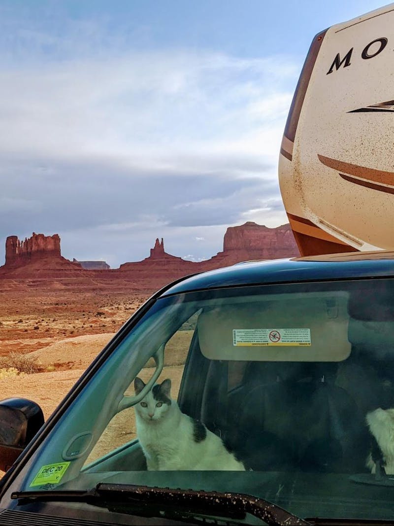 Mike and Brittany Ciepluch's cat peer out the window of their truck in the desert. 