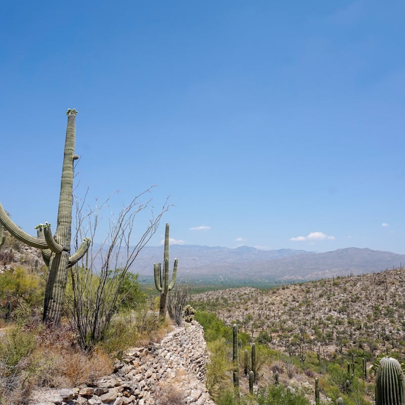 Saguaro cactus alongside the road with mountains in the background