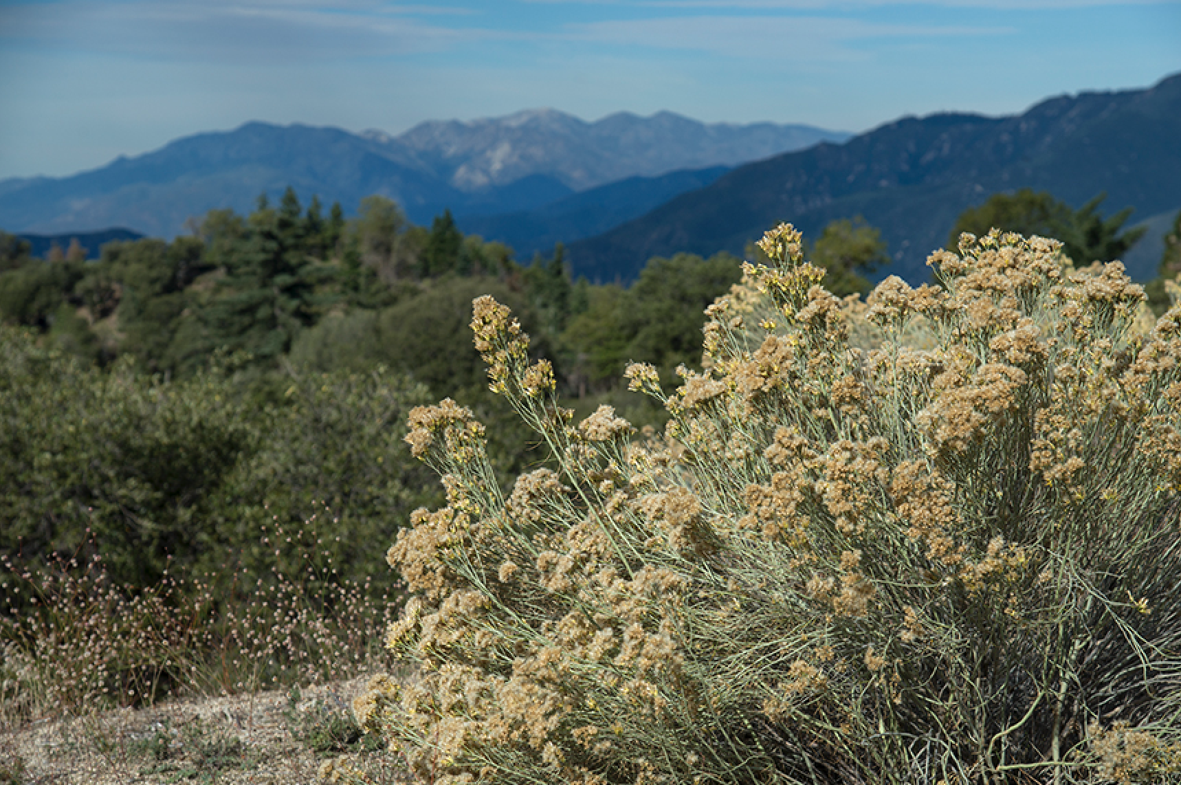 RV Travel Guide — Where to Camp in San Bernardino National Forest ...