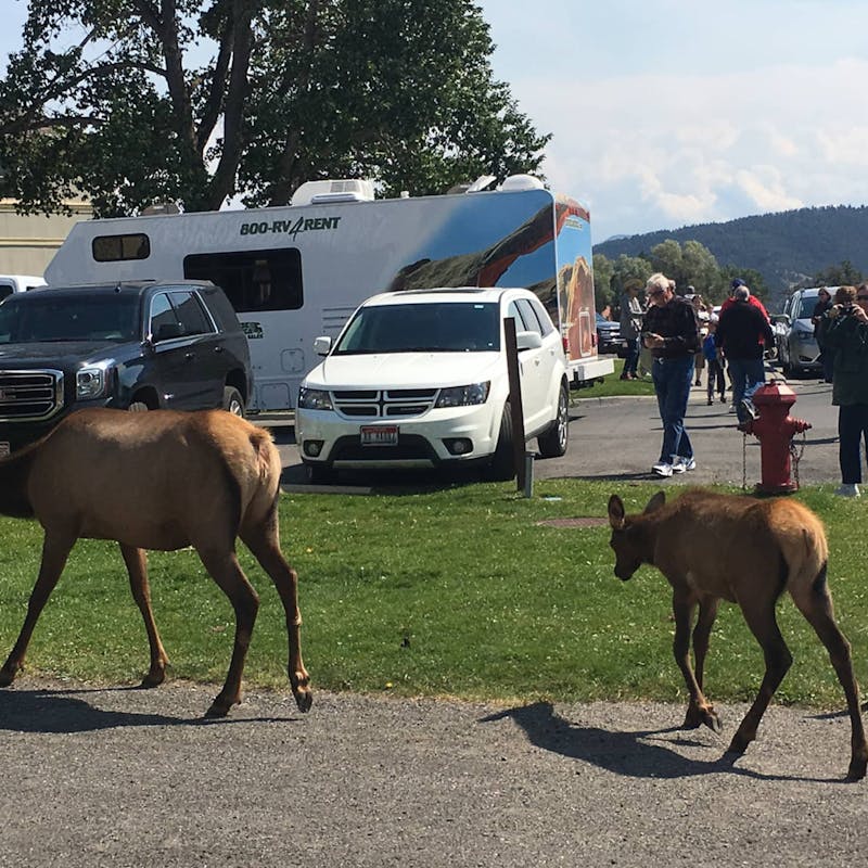 Two elk wander through a parking lot in front of cars and people.