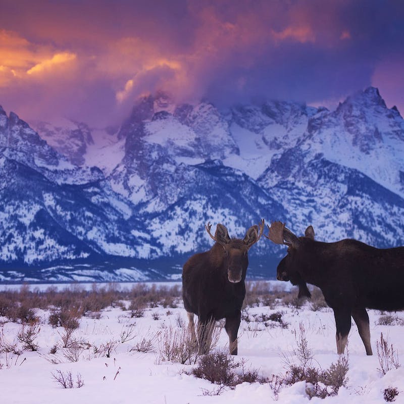 Two bull moose in snow in Grand Teton National Park