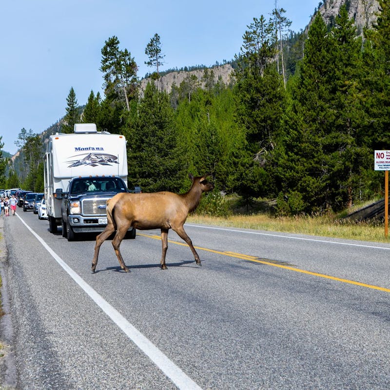 Elk crossing a road in front of an towable RV in Yellowstone National Park.