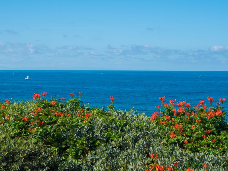 red flowers in front of blue ocean with birds