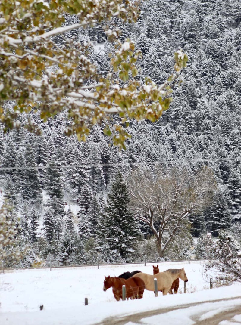 Cluster of horses stands in snow with snowy pine trees in the background
