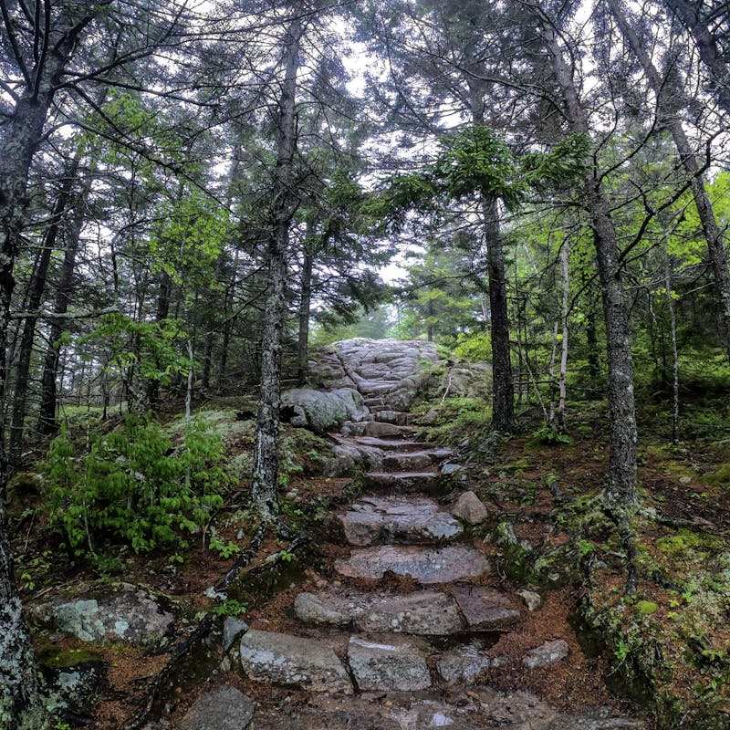 A natural stone staircase winding up a mossy hill.