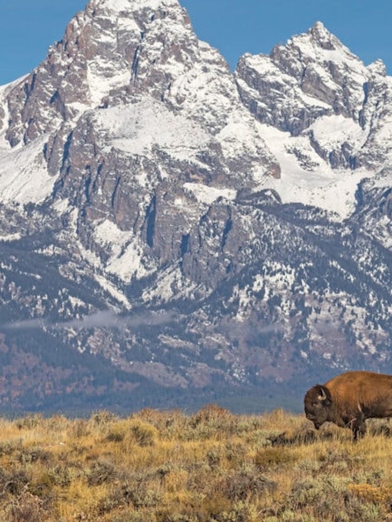 Bison in field with snowy Teton peaks in the background at Grand Teton National Park.