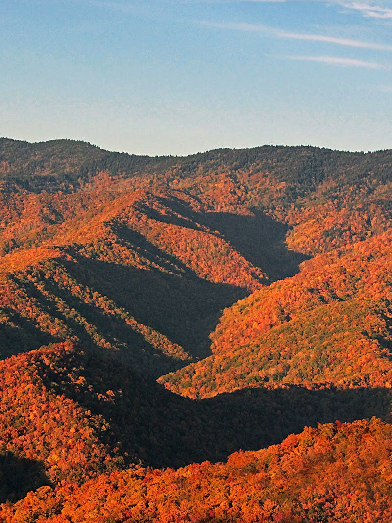 Fall Foliage covering a mountainside in a National Forest 