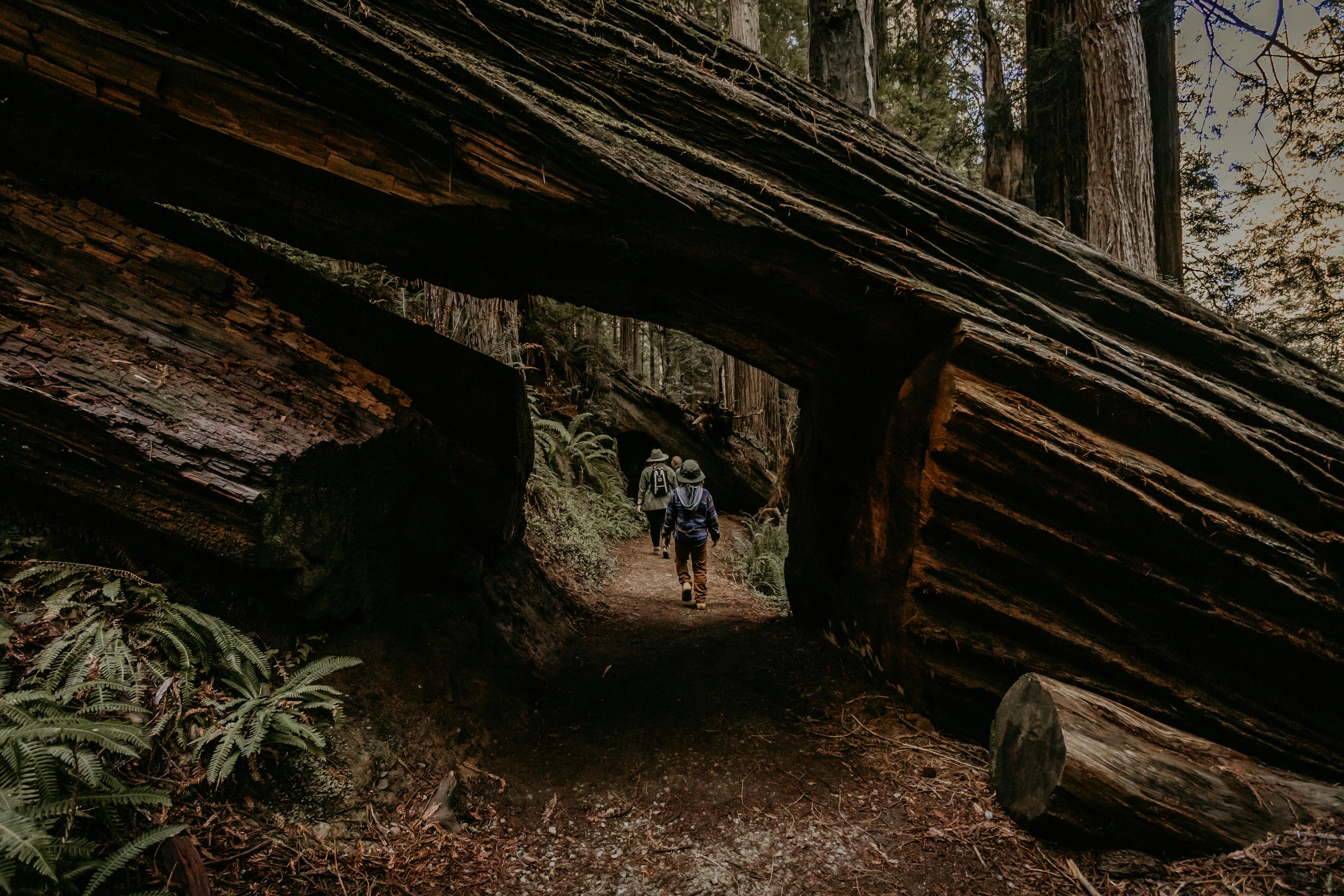 Andy and Kristen Murphy walking through redwood trees