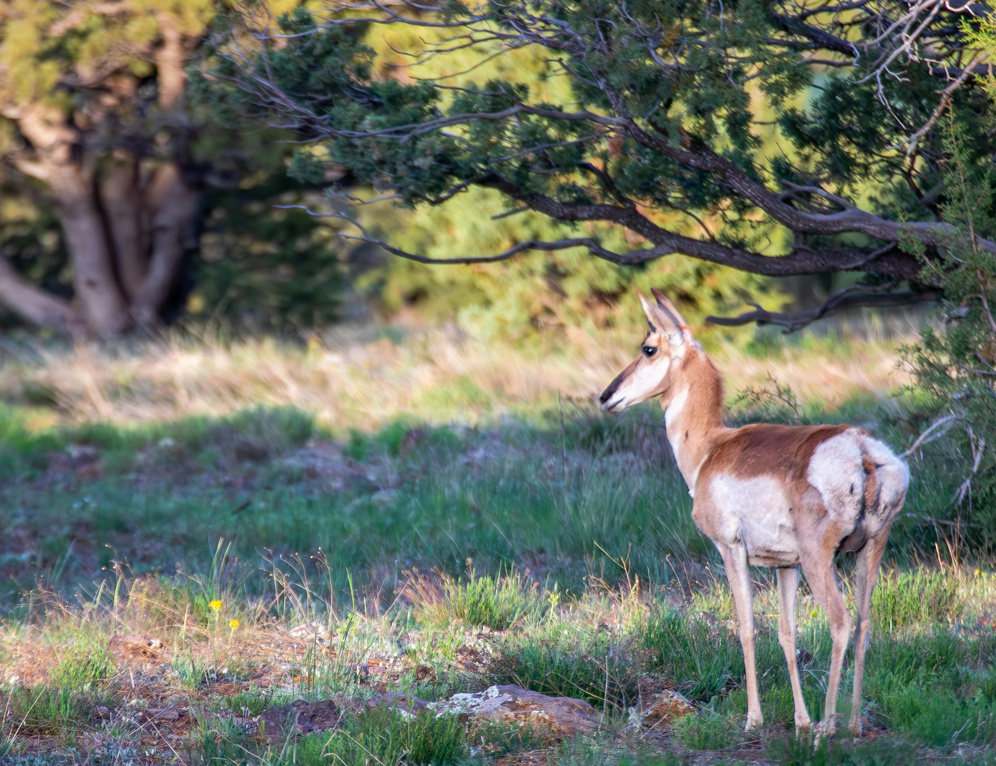 An pronghorn in Kaibab National Forest photo by Jeff Poe