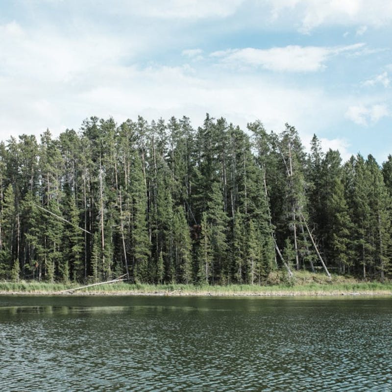 Thick cluster of pine trees surrounded by lake