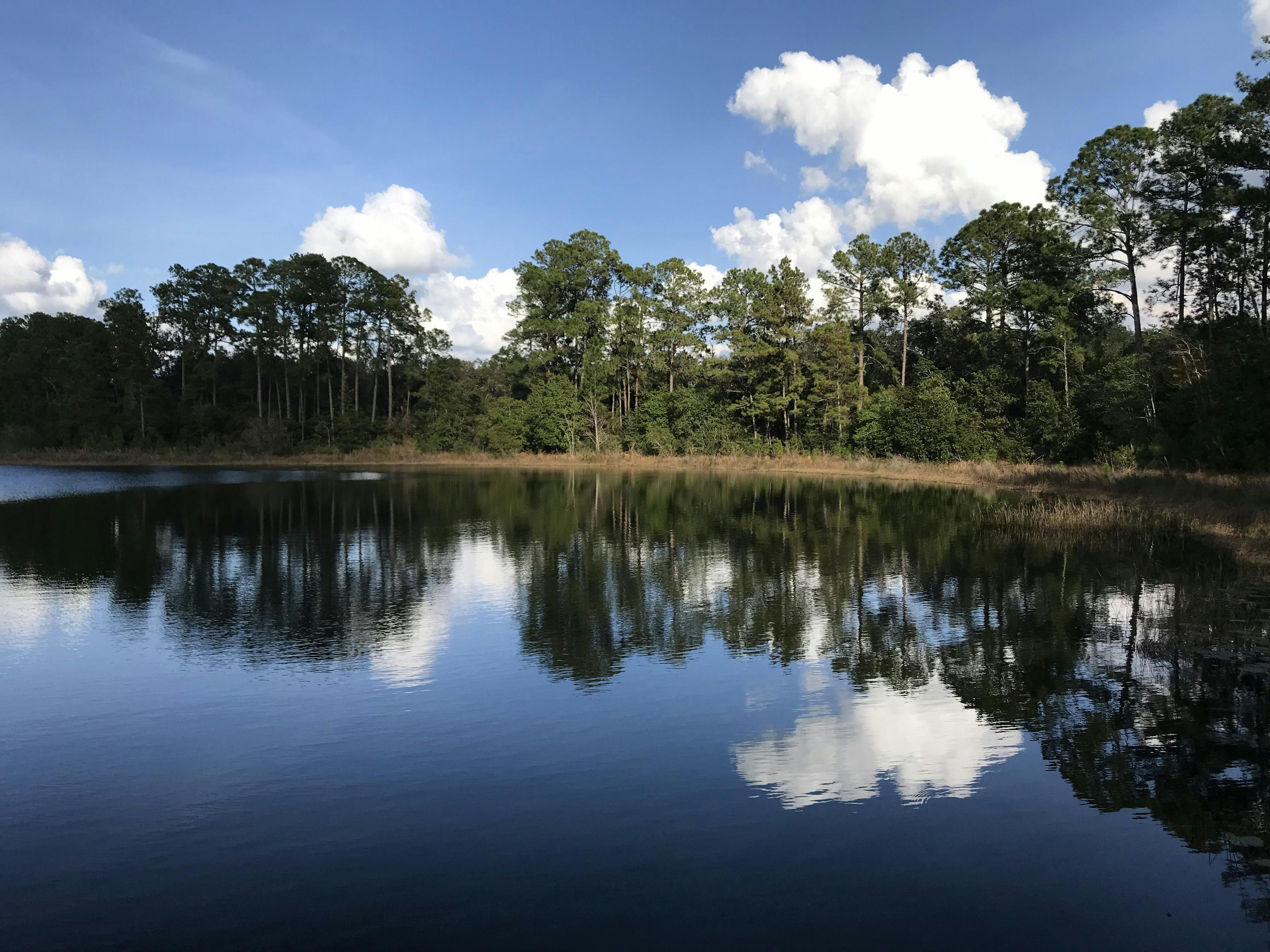 A lake in Ocala National Forest