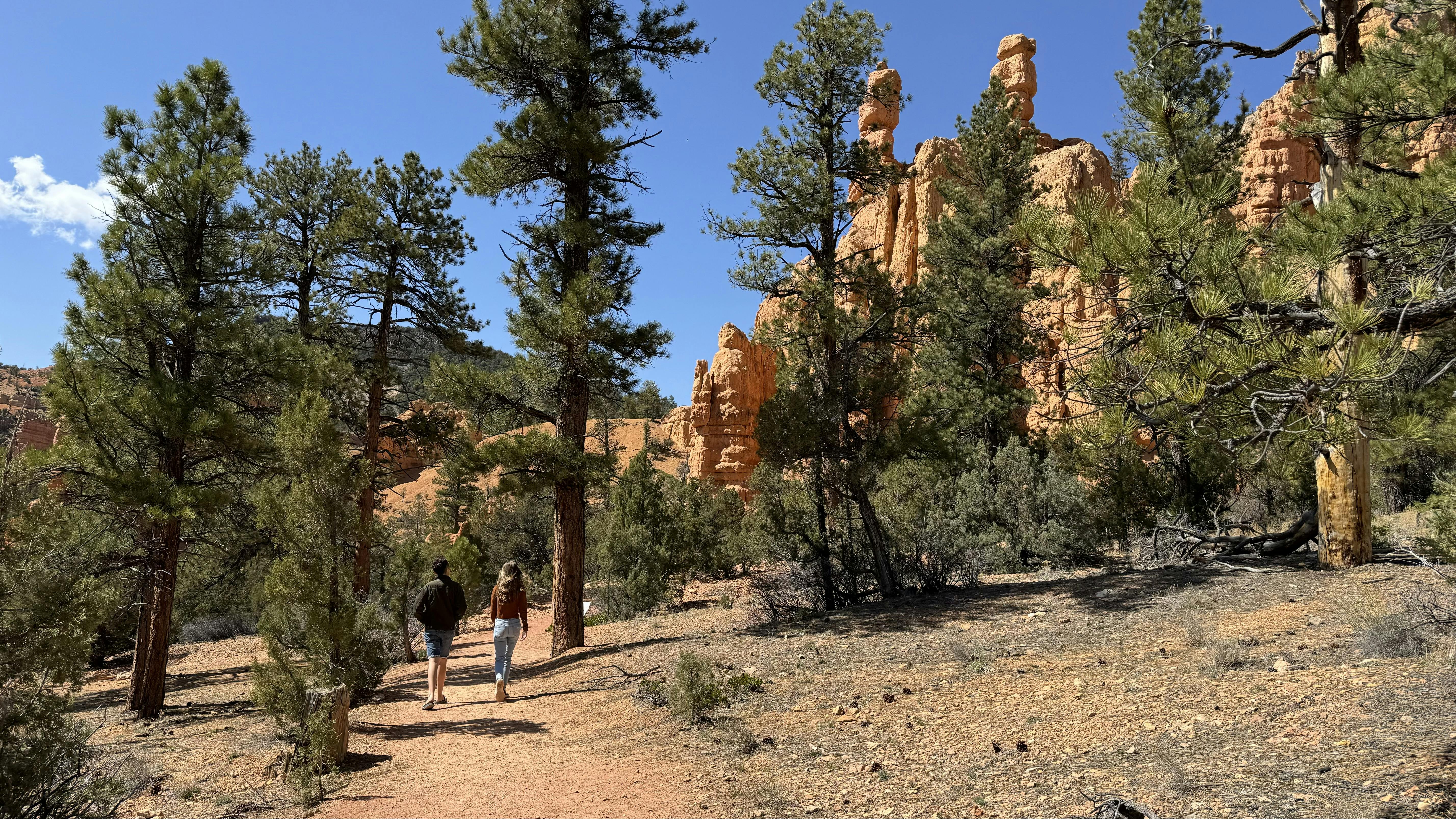 Two people walk down a trail surrounded by pine trees and red rocks.