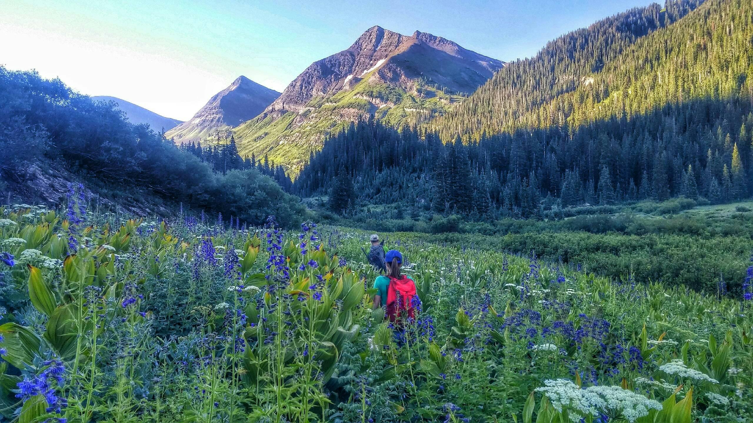 Hikers hike through a valley of wildflowers with mountains in the Raggeds Wilderness, in White River National Forest.