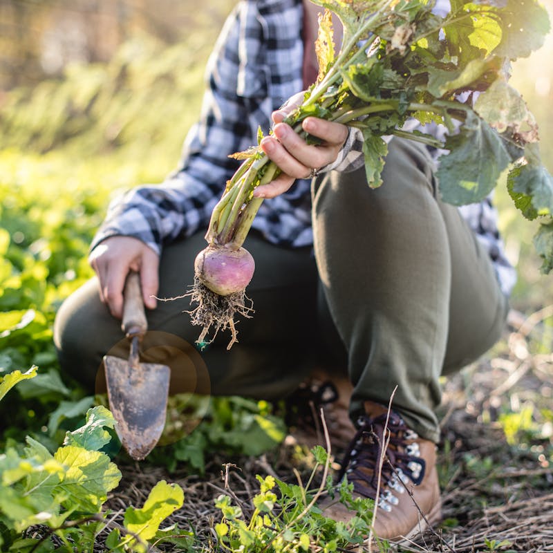 Marcia Schabel holds up a crop of radishes that she just pulled out of the ground.
