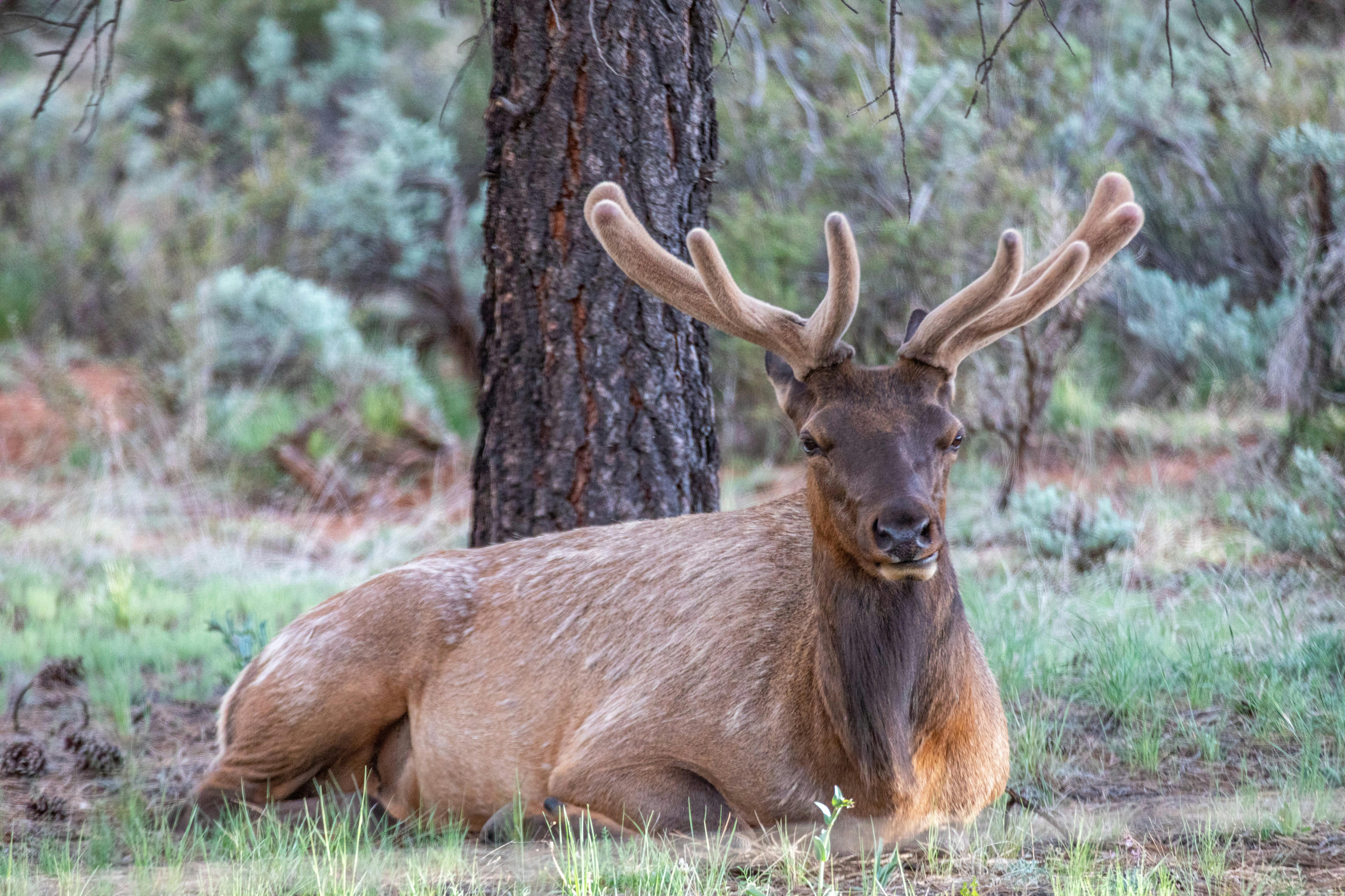 An elk laying on the ground in Kaibab National Forest taken by Jeff Poe