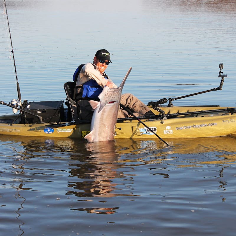 Fisherman in yellow kayak pulls massive gray fish out of the water