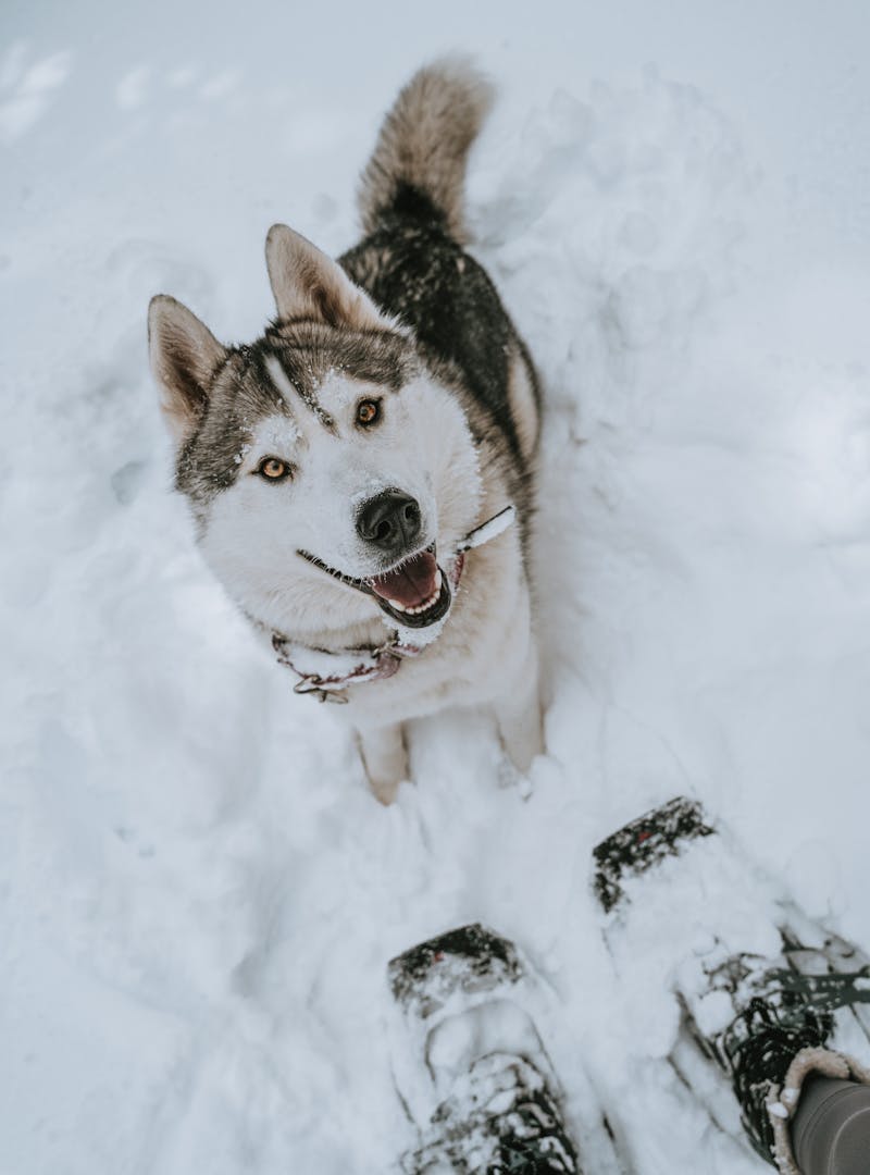 A sweet husky looking up at its owner from the ground blanketed in snow.