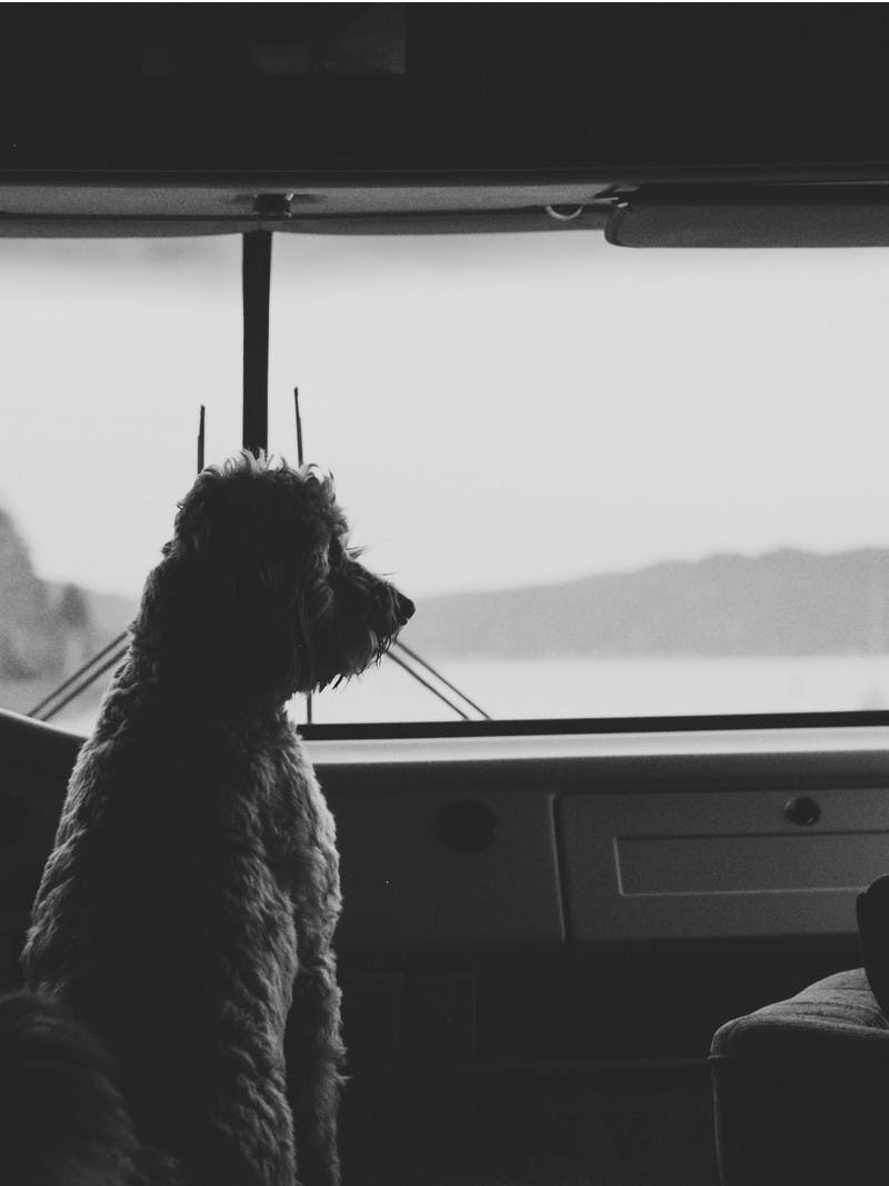 Black and white photo of a curly haired dog looking out the front windshield of an RV.