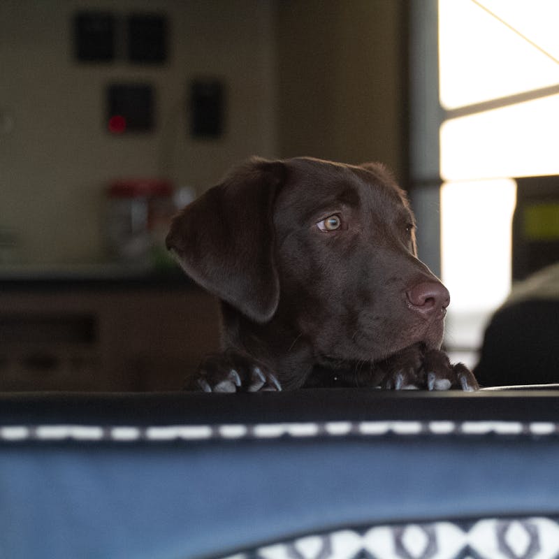 Rossi the dog looking out an RV window.