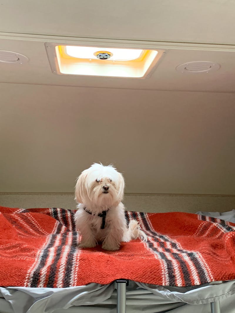 Sarah Hubbart's dog sitting in the loft bed of their Thor Motor Coach Chateau.