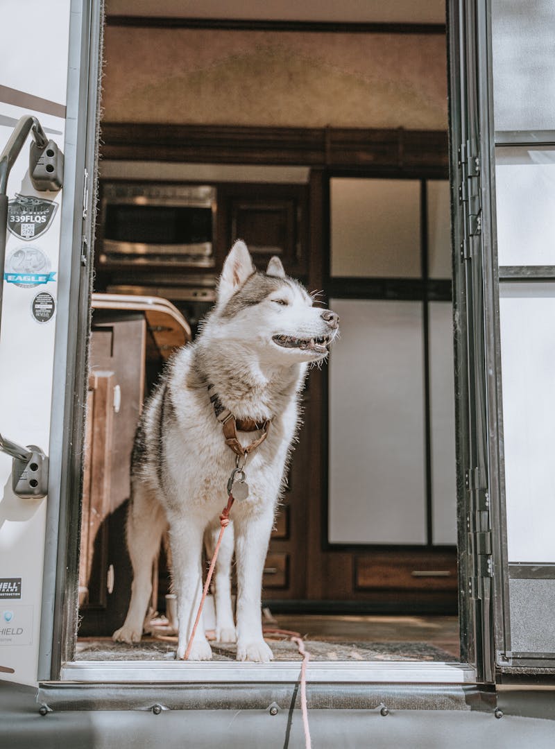 A husky looking outside from the door of an RV.