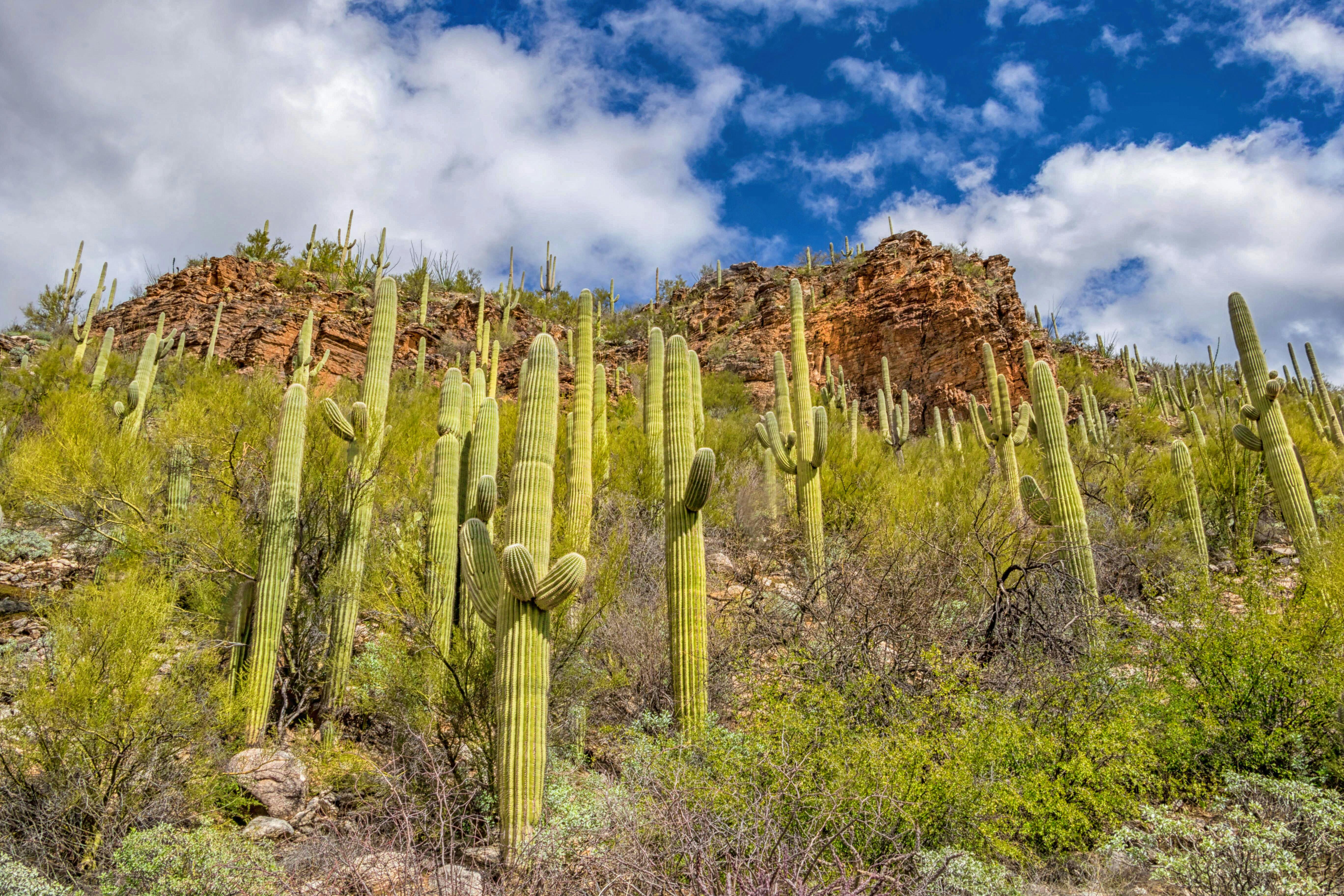 Tall green cactus on the side of a rocky mountainside in Coronado National Forest (National Forest Foundation)