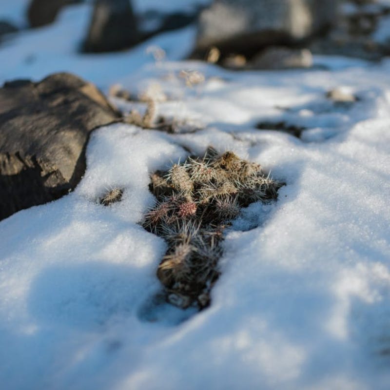 Close up of snow on rocks with dry brush poking through
