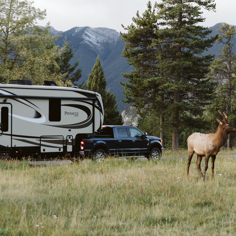 A deer standing in a meadow with the truck and RV off in the background.
