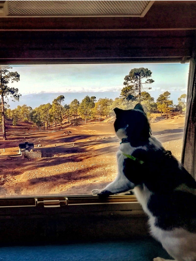 Black and white cat with a collar and harness, looking out the window at rocky dirt and scattered pine trees.