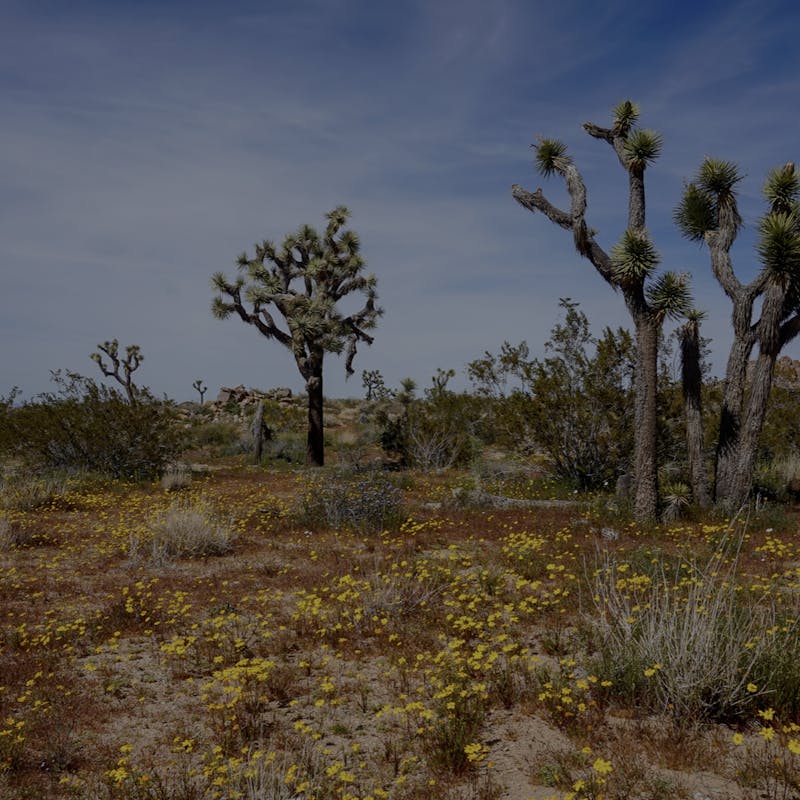 Desert cactus and yellow flowers in Joshua Tree National Park
