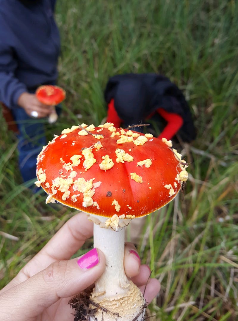 Sandra Peña holds up a large bright red mushroom.