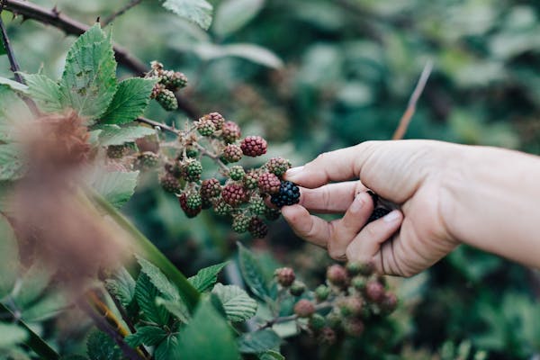A woman picks a ripe blackberry off of a bush